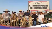 Polres Bekasi Panen 20 Ton Jagung Dukung Ketahanan Pangan Nasional
