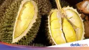 Skandal Ekspor Durian: Wakil Menteri Pertanian Vietnam Ditangkap