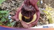 Tanaman Mirip Bunga Bangkai di Bekasi Ternyata Pohon Suweg