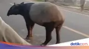 Tapir Viral Keliaran di Jalinsum Lampung Disembelih Warga