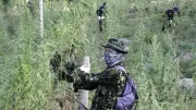 TNI Temukan 5.000 Batang Ganja di Yahukimo, Papua Pegunungan