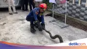 Ular Sanca 2 Meter di Kolong Meja, Warga Bogor Panik Hubungi Damkar