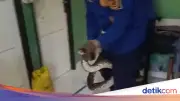 Ular Sanca di Kamar Mandi Gegerkan Warga Tajurhalang Bogor