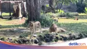 Viral Harimau Kurus Disorot Terkait Korupsi Rp10,2 M, KBS Buka Suara