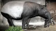 Viral Video Tapir Berkeliaran di Jalan Lintas Mesuji Lampung, BKSDA Lakukan Penelusuran
