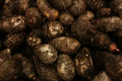 Kimpul, Umbi Pengganti Nasi yang Kaya Nutrisi dan Ramah Diet