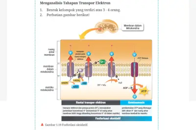 Kunci Jawaban Biologi Kelas 12 Halaman 26: Transpor Elektron