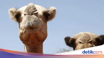 Panas Ekstrem di Afrika Membuat Unta Kini Ikut Menderita