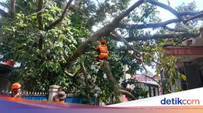 Pohon Durian 20 Meter Tumbang Timpa Rumah dan Kabel Listrik di Bogor