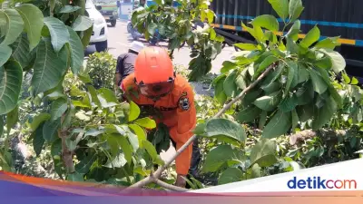 Pohon Tumbang Timpa Truk di Pandeglang, Tak Ada Korban Jiwa