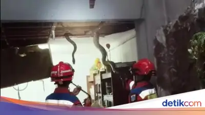 Tiga Ular Sanca Dievakuasi dari Plafon Rumah di Jagakarsa
