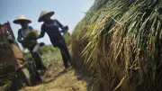 43 Hektare Sawah di Tangerang Terancam Puso Akibat Kemarau Ekstrem