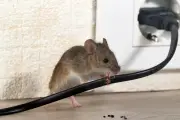 Cara Alami Mengusir Tikus dari Kamar Tidur Tanpa Bahan Kimia