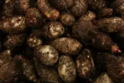 Kimpul, Umbi Pengganti Nasi yang Kaya Nutrisi dan Ramah Diet