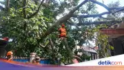 Pohon Durian 20 Meter Tumbang Timpa Rumah dan Kabel Listrik di Bogor