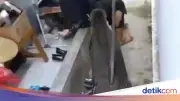 Relawan SPPG di Kuningan Diseruduk Babi Hutan Saat Cegah Serangan ke Anak-anak