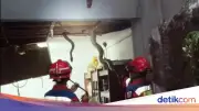 Tiga Ular Sanca Dievakuasi dari Plafon Rumah di Jagakarsa